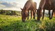 Horses eating grass in the rural landscape