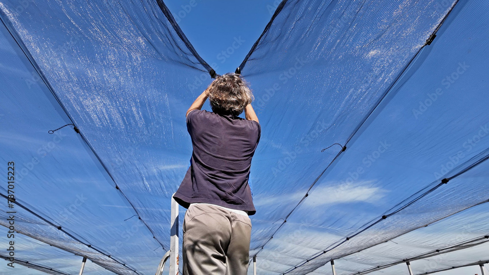 Weather Netting Farmer installing anti hail netting on a agricultural farm for ...