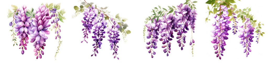 Watercolor wisteria clipart isolated on transparent background