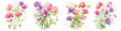 Watercolor sweet pea clipart isolated on transparent background
