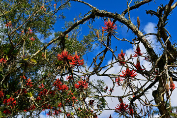 Wall Mural - Red flowers on tree (Erythrina speciosa)