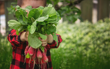 Poster - the child holds a bunch of radishes in his hands.