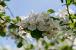 Kirschblüten, oder Apfelblüten am Baum