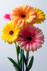 Wall Mural - bright gerberas on a white background