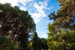 Trees in the forest or park with partly cloudy sky.