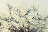Fototapeta Dmuchawce - Macro nature abstract background. Beautiful dew drops on dandelion seed macro. soft background. Water drops on parachutes dandelion. Copy space. soft selective focus on water droplets. circular shape