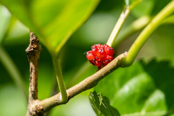 Wall Mural - Mulberries