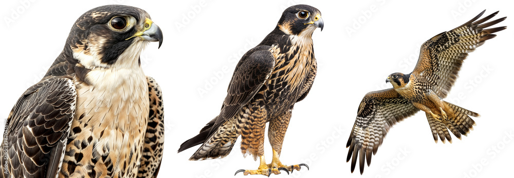 Falcon Standing Falcon collection, portrait, standing and flying, isolated on a ...