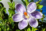Fototapeta Na drzwi - close-up of a spring blooming crocus flower