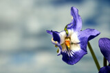 Fototapeta  - close-up of a violet flower blooming in spring in a meadow