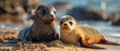 Vivid and accurate illustration of a sea lion cub alongside its mother, both depicted on a beach with realistic shading and texture