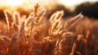 Beautifu wheat field at sunset. Generative AI