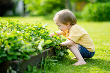 Cute Little Boy Eating Fresh Organic Strawberries On Sunny Summer Day. Kid Having Fun On A Farm Outdoors.