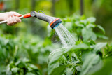 Fototapeta Koty - Close-up of hose nozzle watering vegetables in a greenhouse on sunny summer day. Growing own herbs and vegetables in a homestead.