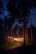 Pine tree forest with yellow glowing lamps