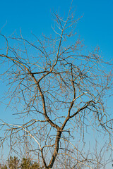 Wall Mural - A withered tree in a city park on a spring day