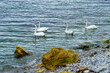 Four white swans Cygnus olor. Rare endangered swan on the blue surface of the Black Sea in Novorossiysk. Sunny spring day.