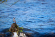 White wagtail perched on a perch in the river.