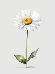 water color white daisy 2