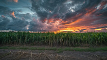 A Field Of Corn Is Shown With A Beautiful Sunset In The Background. The Sky Is Filled With Clouds, Creating A Serene And Peaceful Atmosphere. The Corn Stalks Are Tall And Green