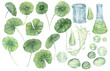 Centella asiatica, gotu cola leaves, flask, beaker, green splashes, bubbles and drops. Hand drawn pennywort watercolor illustration for cosmetics, packaging, beauty, labels, herbal dietary supplements
