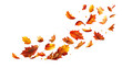 Vibrant autumn leaves falling isolated on a transparent blank background. Decorative pattern of warm colored dry leaves: red, orange and yellow, floating naturally in the air to overlay on an image