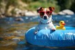 Dog Wearing Sunglasses Sitting in Pool With Rubber Duck
