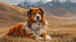 Tibetan dog breed