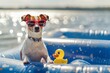 Small Dog Wearing Sunglasses on Raft With Rubber Duck
