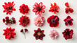 Collection of various red-flowered don a white background, 