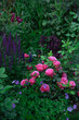 Beautiful pink roses Leonardo Da Vinci