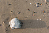 Fototapeta Przestrzenne - single white coral at the sandy beach with tracks from a crab