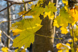 Fototapeta Przestrzenne - yellow frozen leaves with snow and ice in the winter