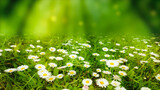 Fototapeta Sypialnia - natural wild daisy flower meadow in sunshine isolated on abstract green background, idyllic nature scene with space for product display or text