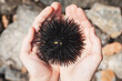 Hands Holding a Sea Urchin