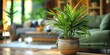 A lush green plant in a flower pot, adding freshness and natural beauty to the interior.