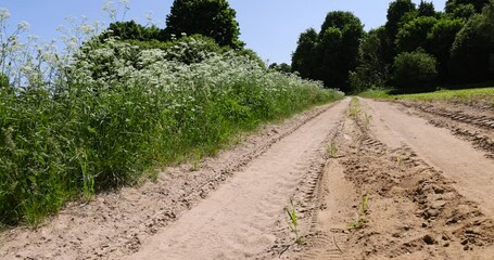 Wall Mural - country road in the summer season, a rural road in eastern Europe