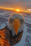 Fototapeta  - a bald eagle flying over the arctic pole at sunset