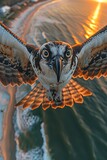 Fototapeta  - an osprey flying over the beach at sunset, taking an extreme closeup selfie