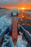 Fototapeta  - pelican flying over the beach at sunset