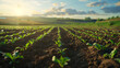 Agricultural field with rows of young green tobacco plants at sunset