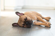 French Bulldog sleeping on floor at home