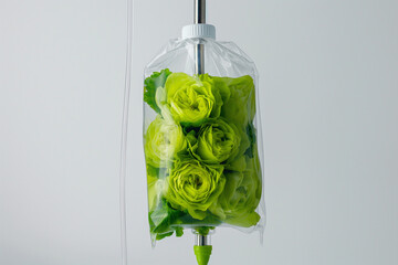 Wall Mural - Vibrant green roses inside of a clear IV bag hanging on a metal stand. Minimal flower serum. Flower therapy. 