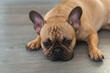 French Bulldog laying on floor at home