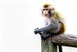 Monkey eats bread. Monkey looks away, sitting on old fence in monkey forest. Wildlife photography. Monkey for banner or visit card. Author's space. Large space for an inscription or logo