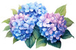 PNG Hydrangea flowers plant lilac inflorescence