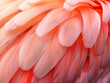A seamless flamingo feather pattern capturing the soft pink and coral hues in a high-definition photograph