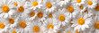 Closeup of Daisy Flowers with White Background Chrysanthemums, Chamomile Flower Carpet