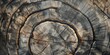 A close-up image capturing the intricate tree rings and cracks on a piece of chopped wood