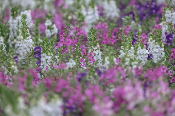 Wall Mural - a Blooming pink Angelonia flower field or Little turtle flower